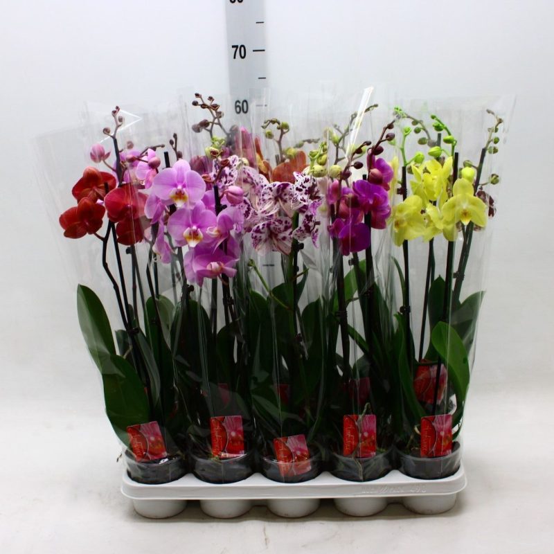 Phalaenopsis- Orchidea (Mix / 2 ágú) 12/65cm