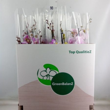 Phalaenopsis- Orchidea (Mix/ 2 ágú) 12/75cm