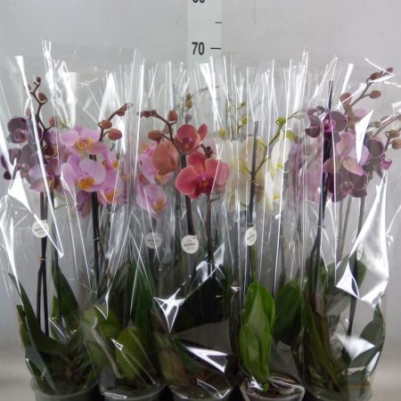 Phalaenopsis- Orchidea (Colour Mix/ 2 ágú) 12/60cm