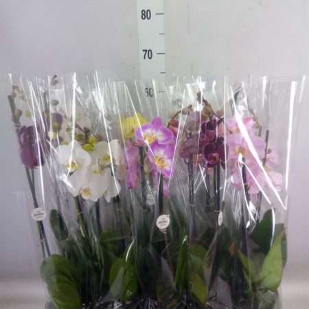 Phalaenopsis- Orchidea (Colour Mix/ 2 ágú) 12/60cm