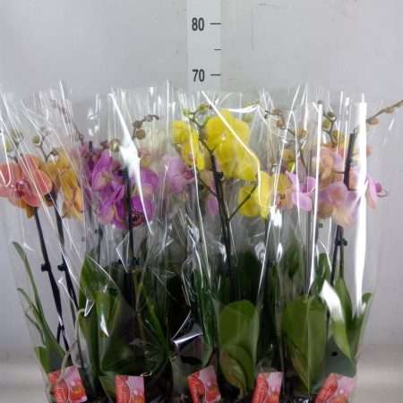 Phalaenopsis- Orchidea (Mix / 2 ágú) 12/65cm