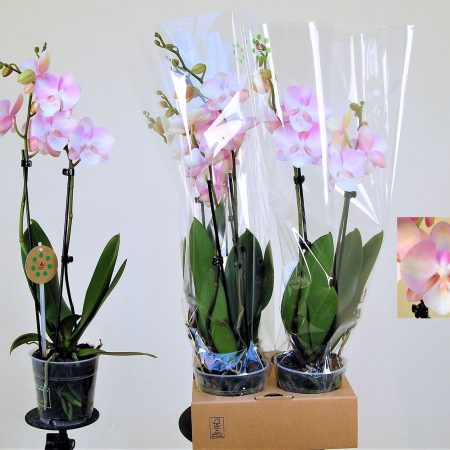 Phalaenopsis- Orchidea (Orange/Light Pink- 2ágú) 12/65cm