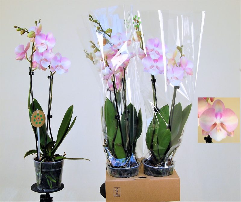 Phalaenopsis- Orchidea (Orange/Light Pink- 2ágú) 12/65cm