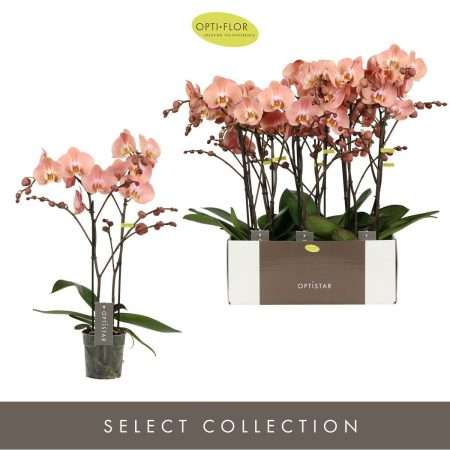 Phalaenopsis- Orchidea (Optistar Orange/ 2 ágú) 12/60 cm