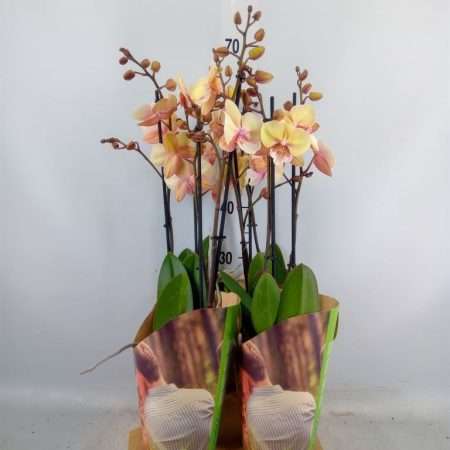 Phalaenopsis- Orchidea (Nov eltie yellow/ 2 ágú) 12/65cm