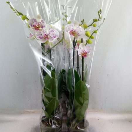 Phalaenopsis- Orchidea (Bohemian Goya- 3ágú) 12/70cm