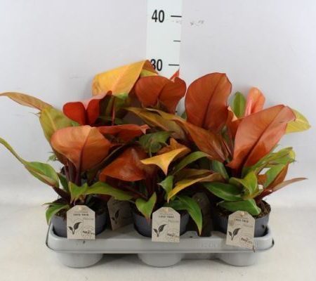 Philodendron (Prince Of Orange) 12/35cm