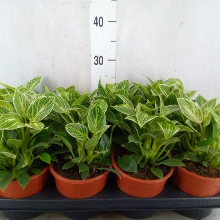 Philodendron Scandens- (Birkin) 12/25cm