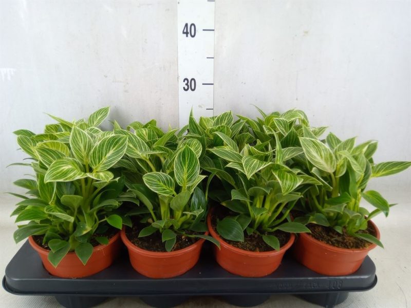 Philodendron Scandens- (Birkin) 12/25cm