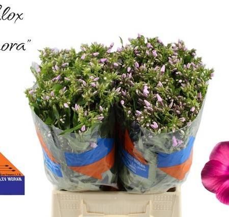 Phlox paniculata- Lángvirág (Senora) 45cm