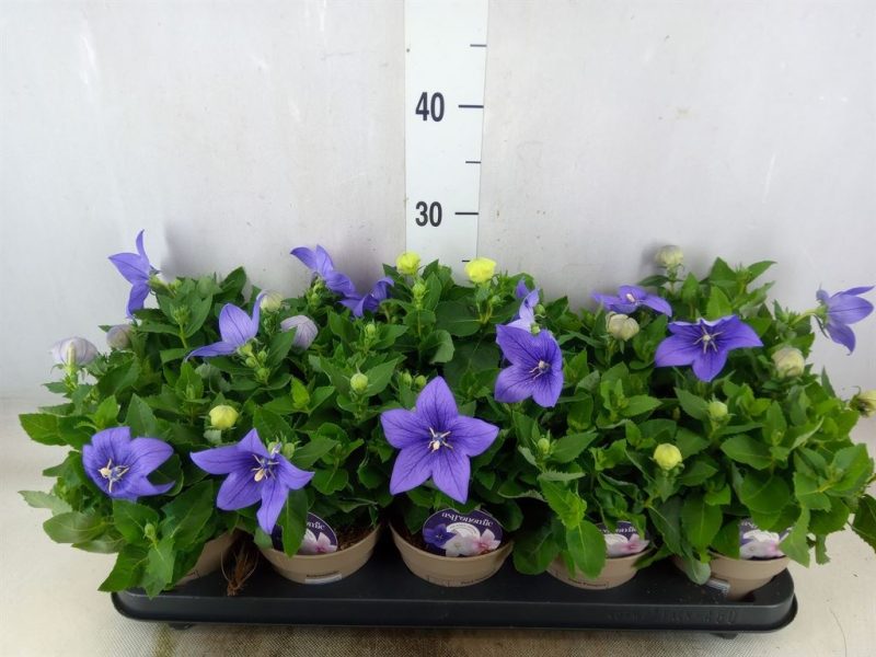 Platycodon Grandiflorus- Léggömvirág (Astra Blue)- Kék 12/25cm