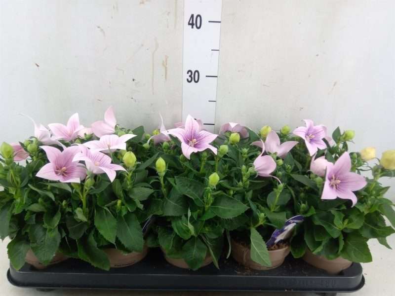 Platycodon Grandiflorus- Léggömvirág (Astra Pink)- Rózsaszín 12/25cm
