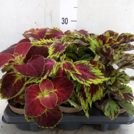 Plectranthus Coleus- Díszcsalán (Mix) 12/25cm