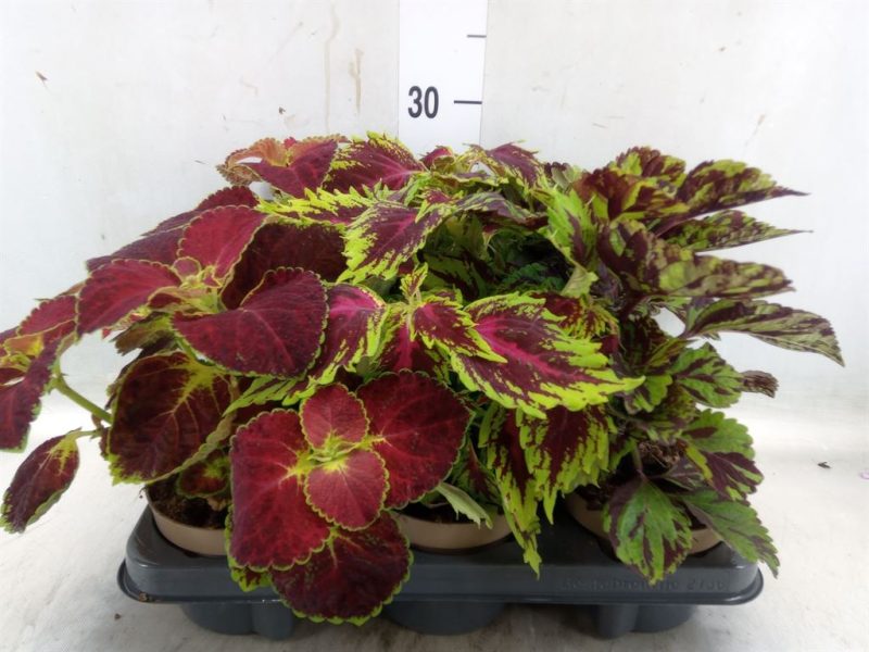 Plectranthus Coleus- Díszcsalán (Mix) 12/25cm