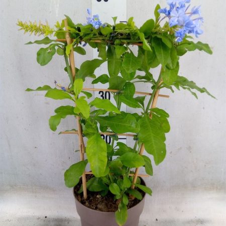 Plumbago auriculata- Ólomvirág 15/45cm