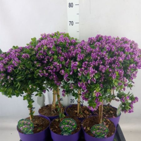Polygala dalmaisiana- Pacsirtafű 14/60cm
