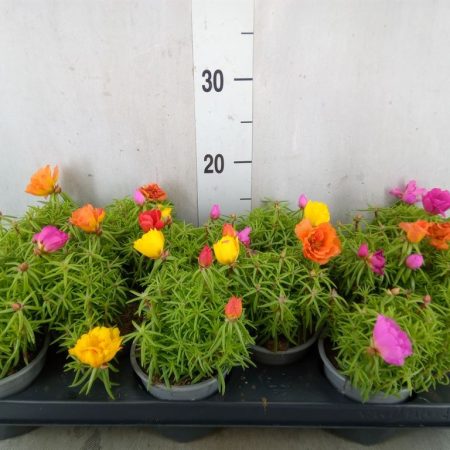 Portulaca- Porcsinrózsa 10,5/15cm