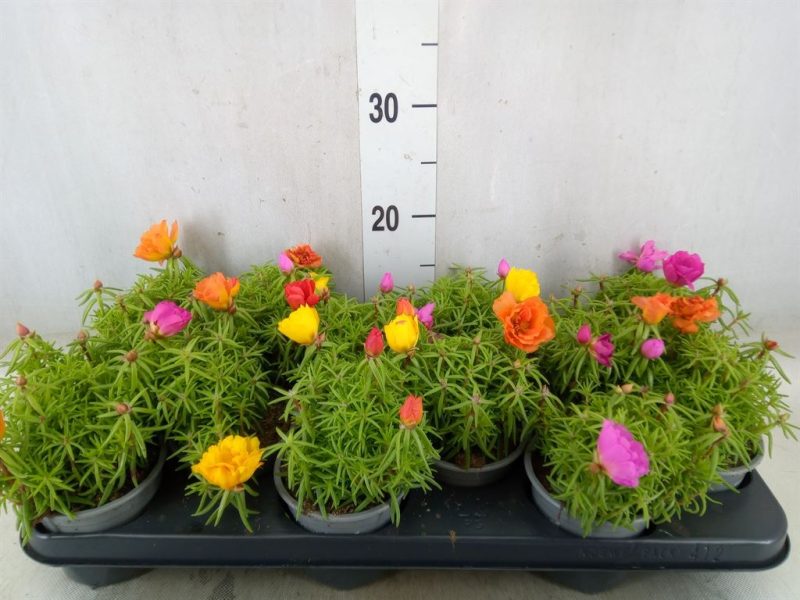 Portulaca- Porcsinrózsa 10,5/15cm