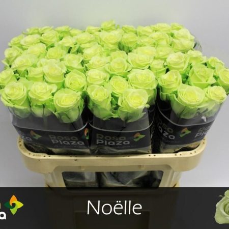 Világoszöld Rózsa (Noelle) 70cm