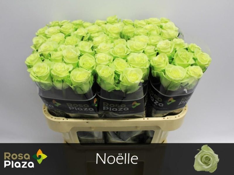 Világoszöld Rózsa (Noelle) 70cm