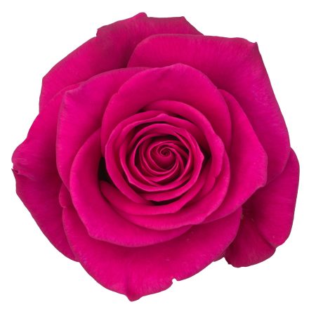Pink Rózsa (Xoch) 60cm