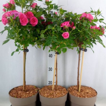 Rózsa (Op Stam Pink) 19/70cm