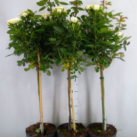 Rózsa (Stam White) 19/60cm