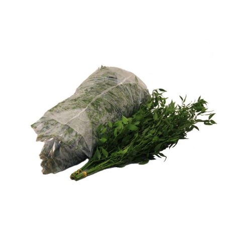 Ruscus Aculeatus- 70 cm