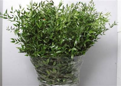 Ruscus Aculeatus- 100cm