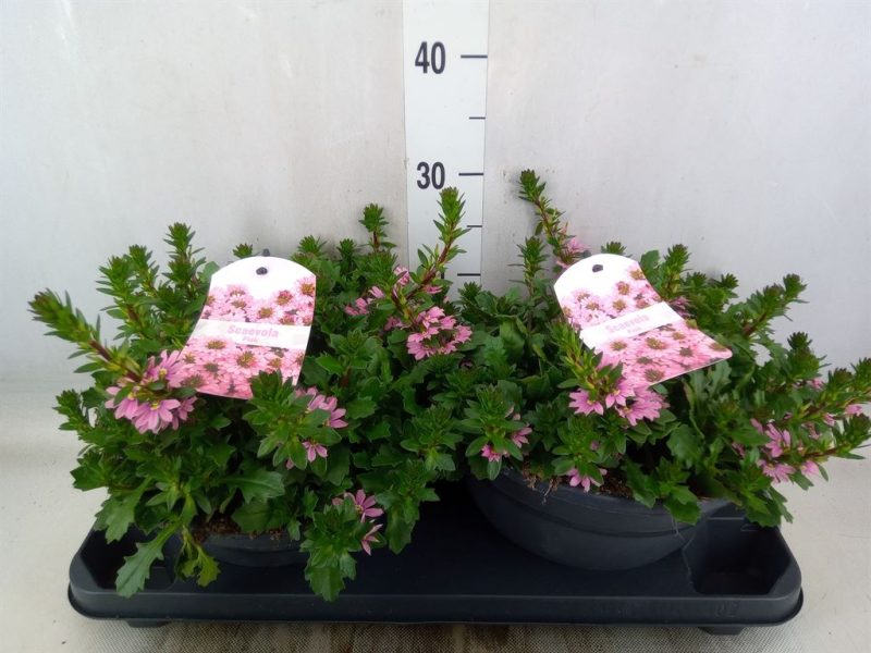 Scaevola- Legyezővirág (Aemula Urdiva Salmon) 10,5/20cm