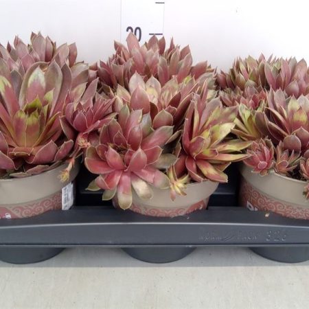 Sempervivum- Kövirózsa Mix 9/15cm