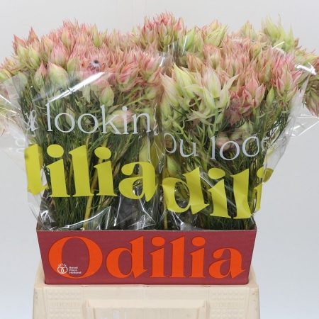 Serruria Florida (Bridal Pink) 50cm