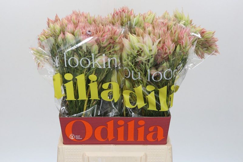 Serruria Florida (Bridal Pink) 50cm