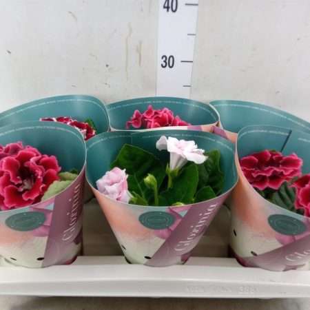 Sinningia Speciosa- Gloxinia (Brocade Mix) 12/20cm