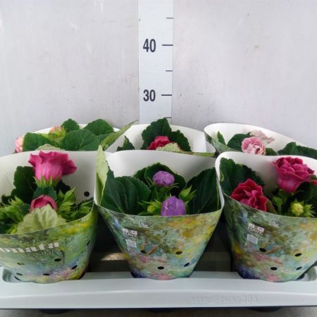 Sinningia Speciosa- Gloxinia (Brocade Mix) 12/20cm