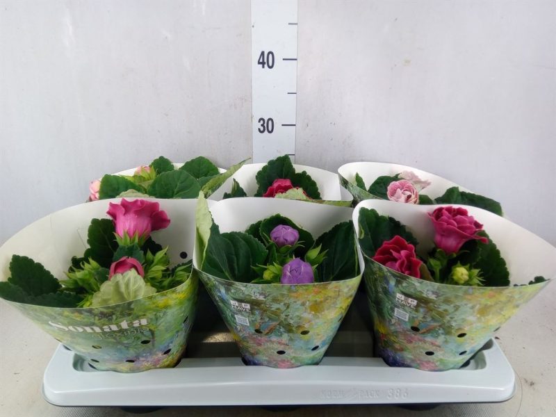 Sinningia Speciosa- Gloxinia (Brocade Mix) 12/20cm