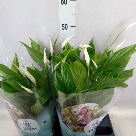Spathiphyllum- Vitorlavirág (Pearl Cupido) 14/45cm