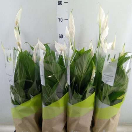 Spathiphyllum- Vitorlavirág (Strauss) 13/55cm