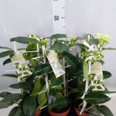 Stephanotis Floribunda (Koszorúfutóka) 12/45cm