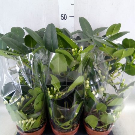 Stephanotis Floribunda (Koszorúfutóka) 12/45cm