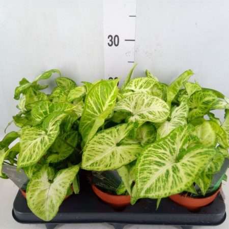 Syngonium podophyllum- Nyíllevél (Arrow)12/25cm