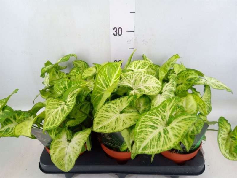 Syngonium podophyllum- Nyíllevél (Arrow)12/25cm