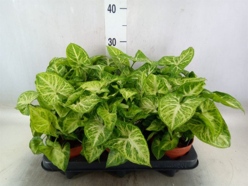 Syngonium podophyllum- Nyíllevél (Arrow)12/25cm