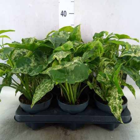 Syngonium podophyllum- Nyíllevél (Mottled) 12/35cm