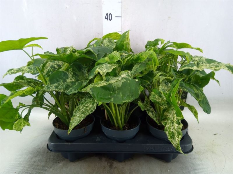 Syngonium podophyllum- Nyíllevél (Mottled) 12/35cm