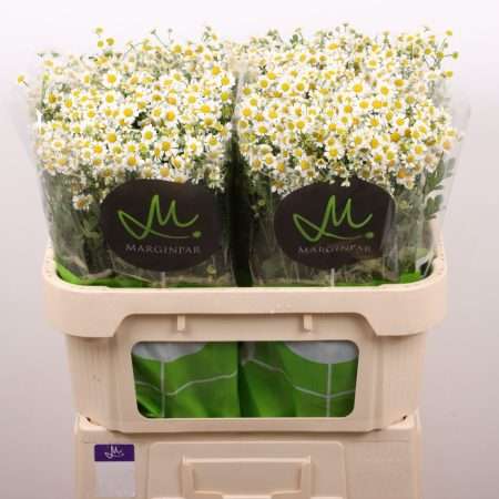 Tanacetum (Single Vegmo) 70cm
