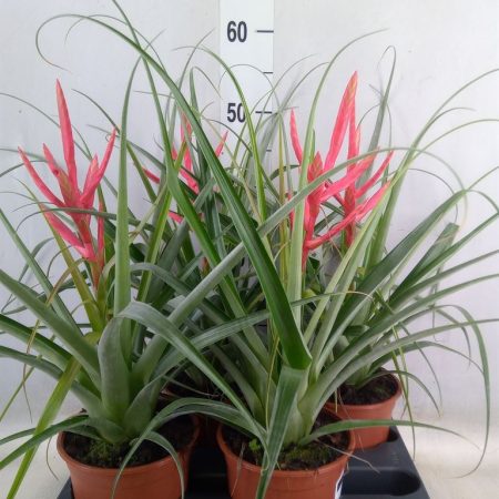 Tillandsia Cyanea- Szakállbromélia 14/60cm