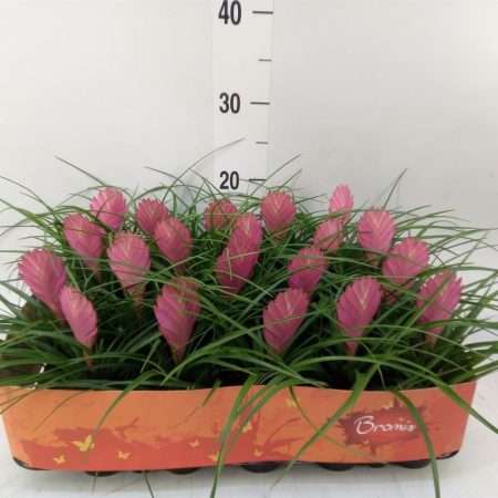 Tillandsia Cyanea- Szakállbromélia 5,5/15cm