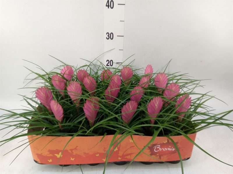 Tillandsia Cyanea- Szakállbromélia 5,5/15cm