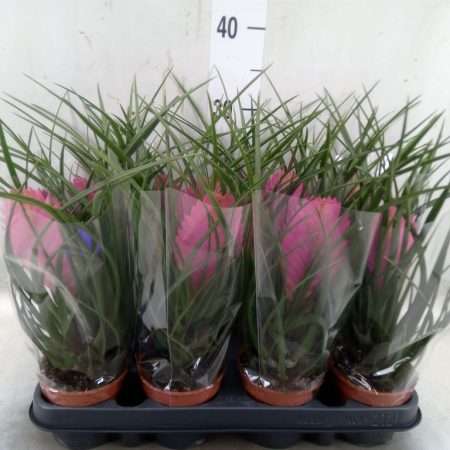 Tillandsia Cyanea- Szakállbromélia (Anita) 9/26cm
